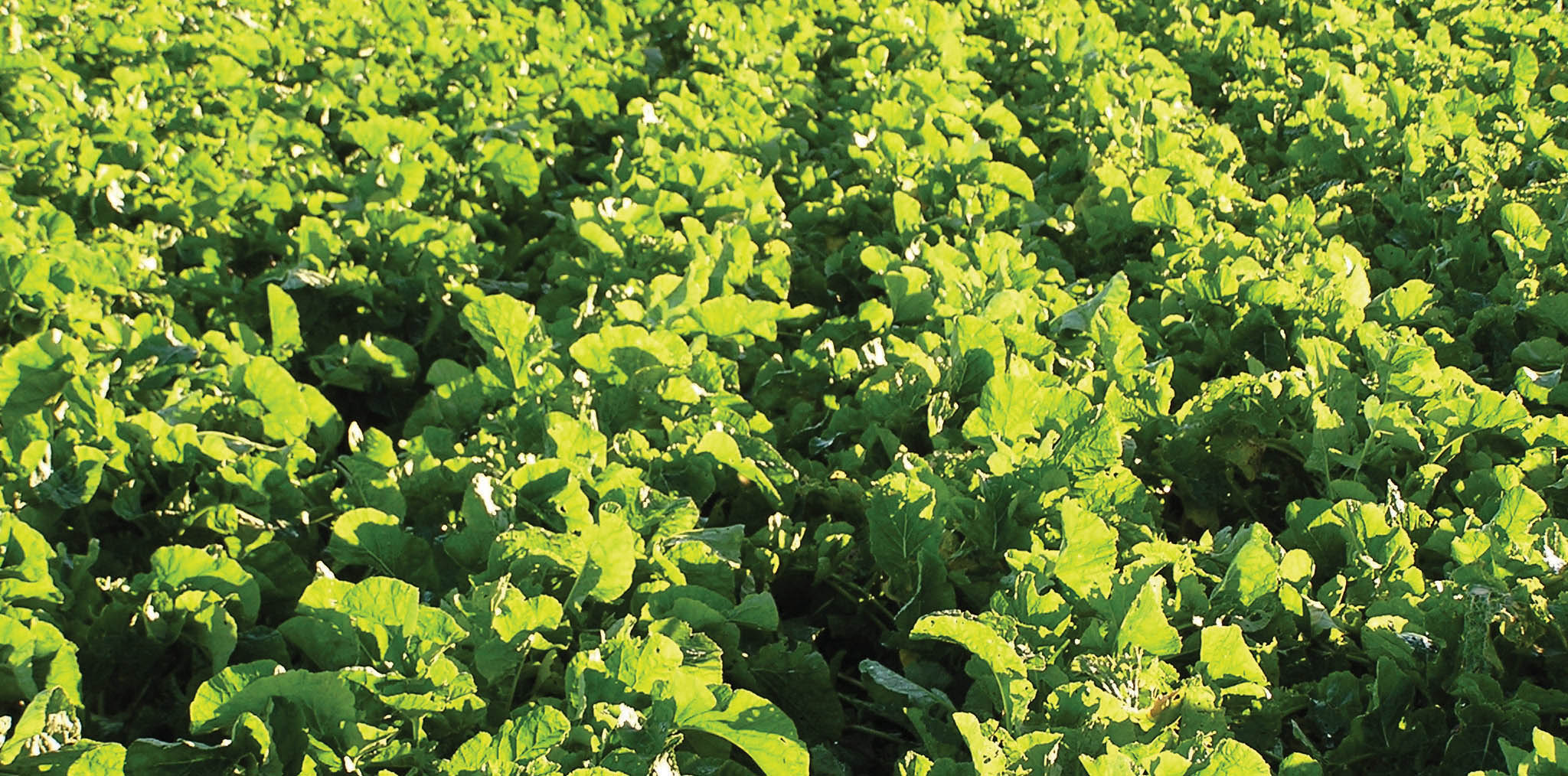 growing-grazing-brassica-pgg-wrightson-seeds-australia